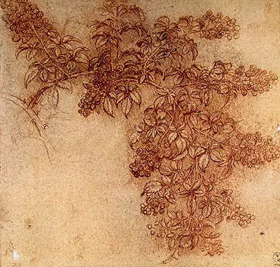 Black Berries Leonardo da Vinci